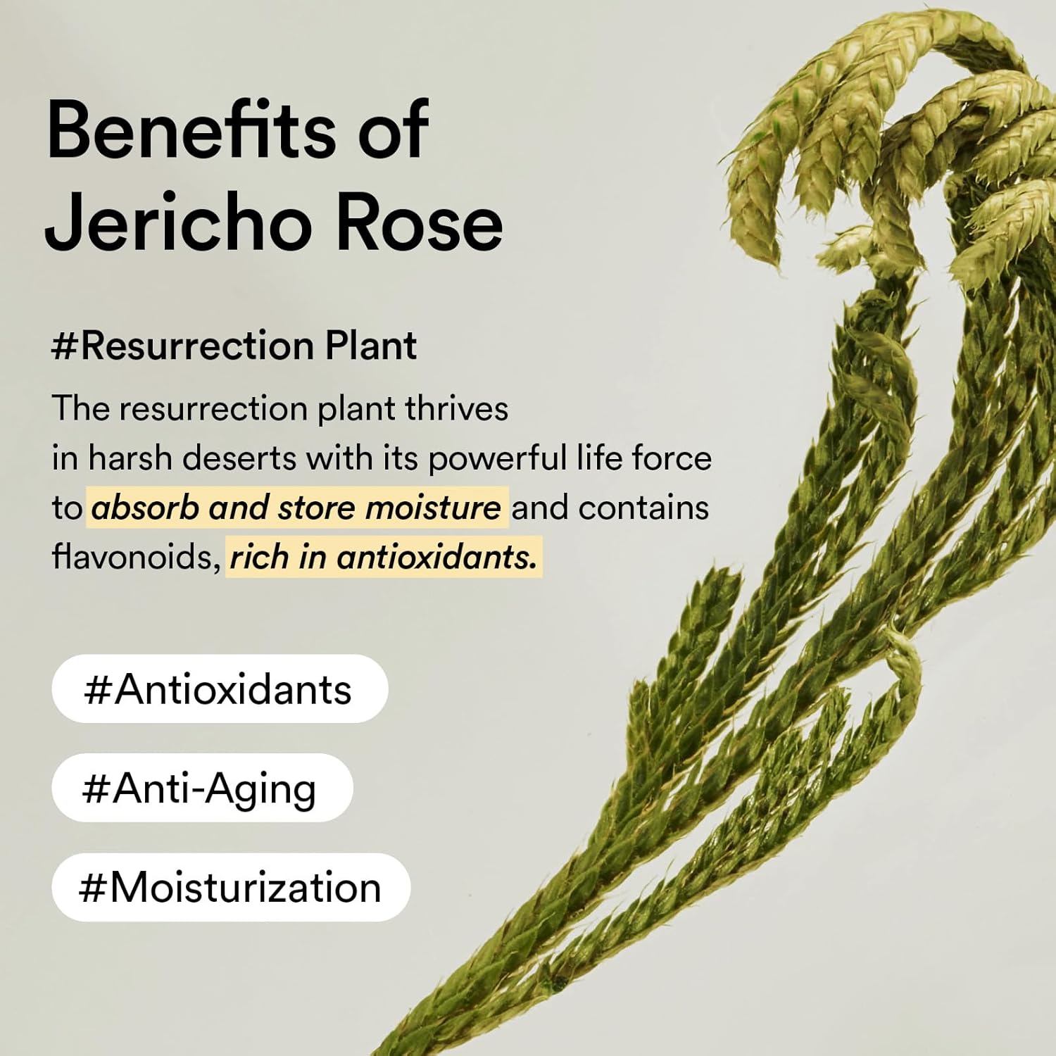 Abib Collagen Eye Creme Jericho Rose Tube 30ml